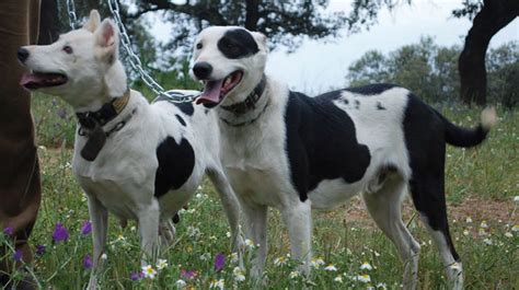 podenco paternino|Historia, caracterización y situación actual del Podenco。